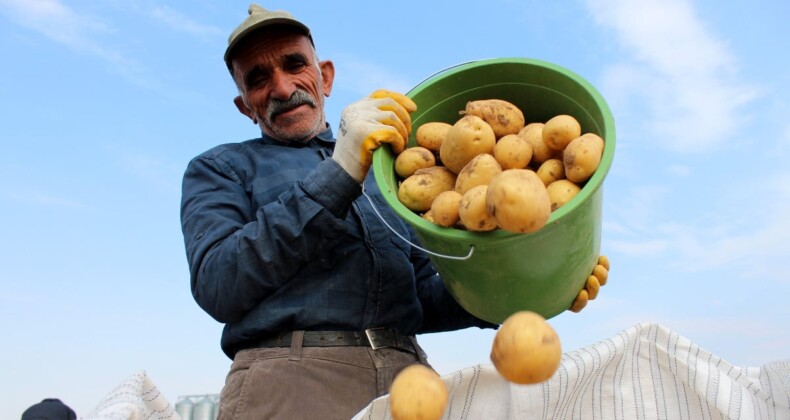 Patates hasadında Sivas devreye girdi! Üretim rekora koşuyor