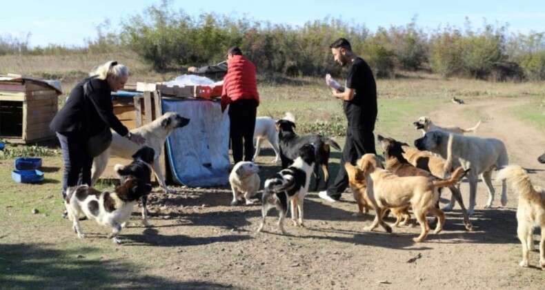 Sakarya’da 80 köpeği boş araziye bıraktılar: Sonra alacağız!