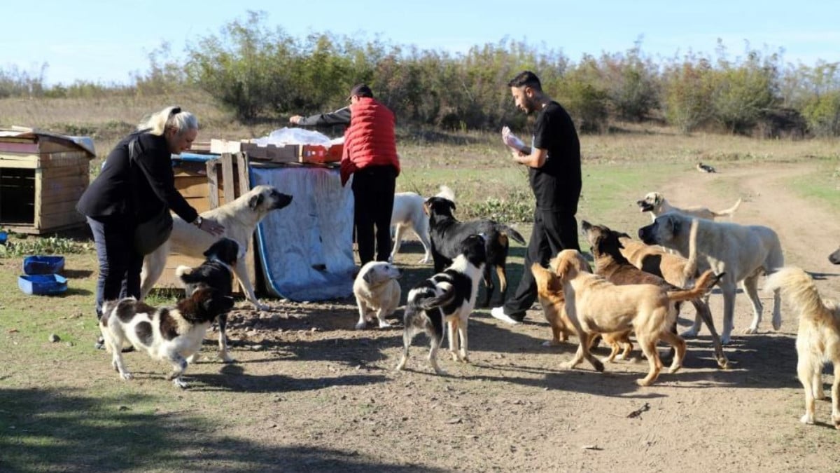 Sakarya’da 80 köpeği boş araziye bıraktılar: Sonra alacağız!