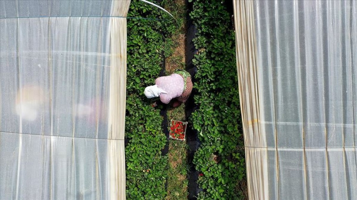 Tarım ürünleri üretici fiyatları eylülde aylık yüzde 4,47 arttı