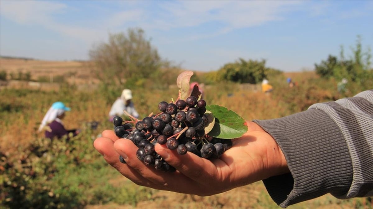 Tekirdağ’da aronya hasadı umutlu başladı