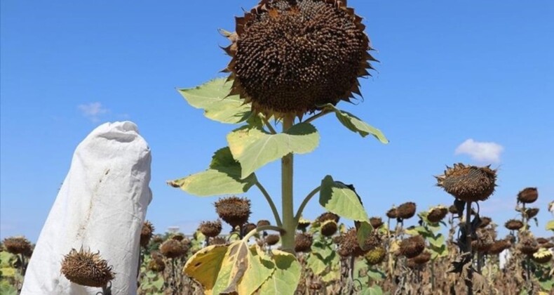 Trakya’daki yağlık ayçiçeği destek tutarı artırıldı