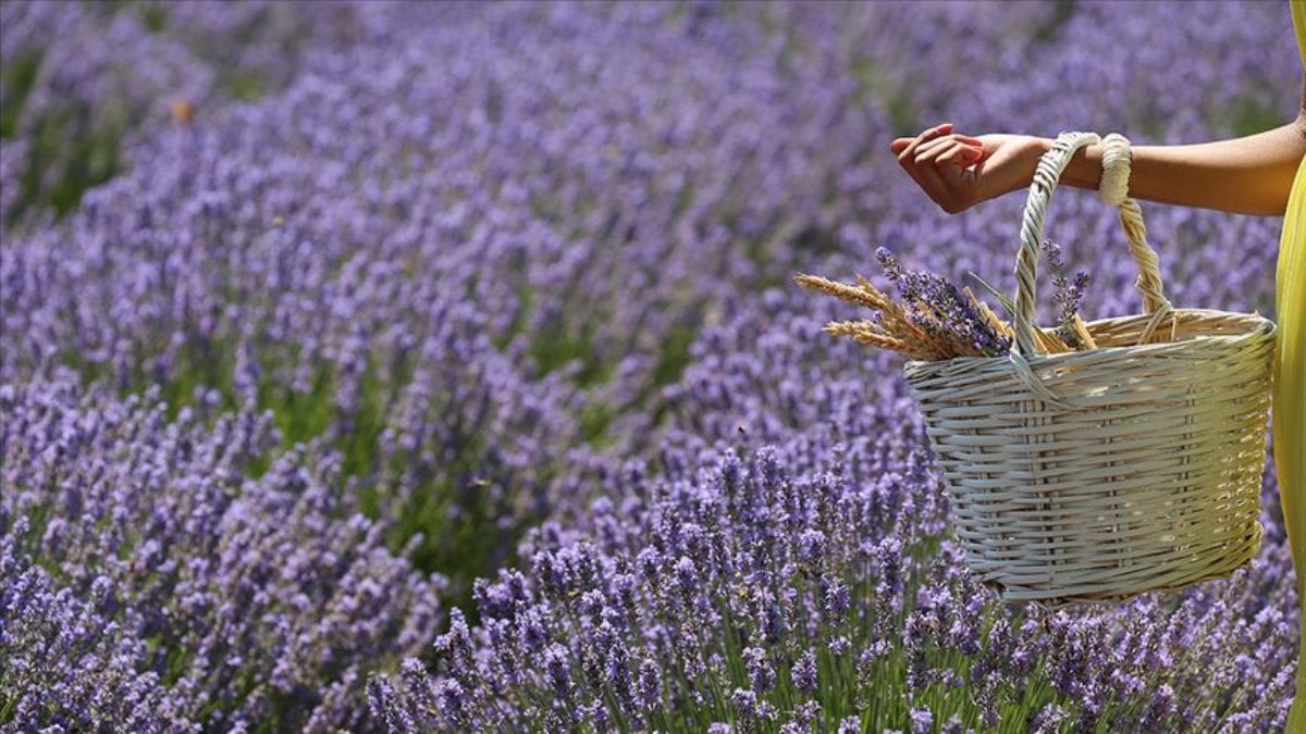 TÜİK: Bitkisel üretim bir önceki yıla göre artacak