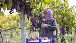 Üretici memnun! Sakarya’da üzüm hasadı başladı