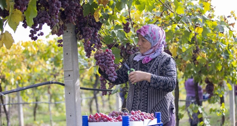 Üretici memnun! Sakarya’da üzüm hasadı başladı