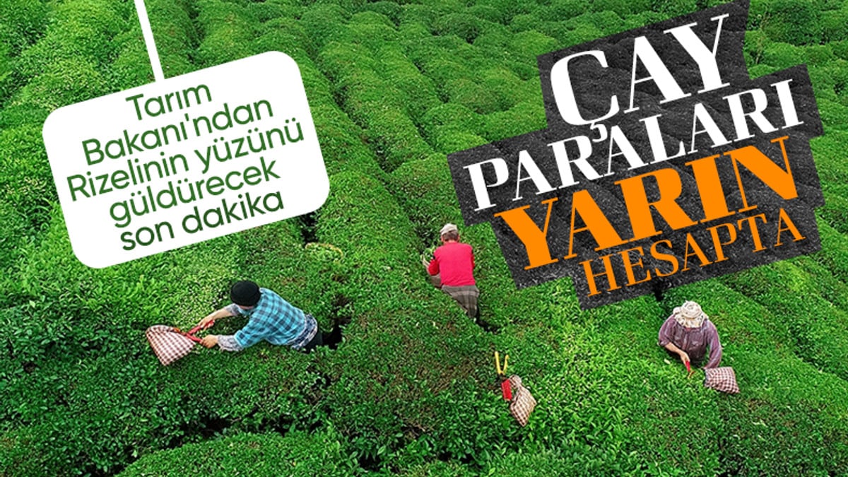 Yaş çay üreticilerine ödeme yarın yapılacak