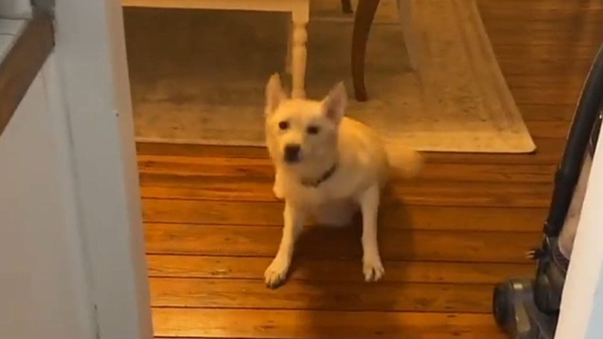 ABD’de evde yalnız kalan köpek içki içti: Ayakta duramadı