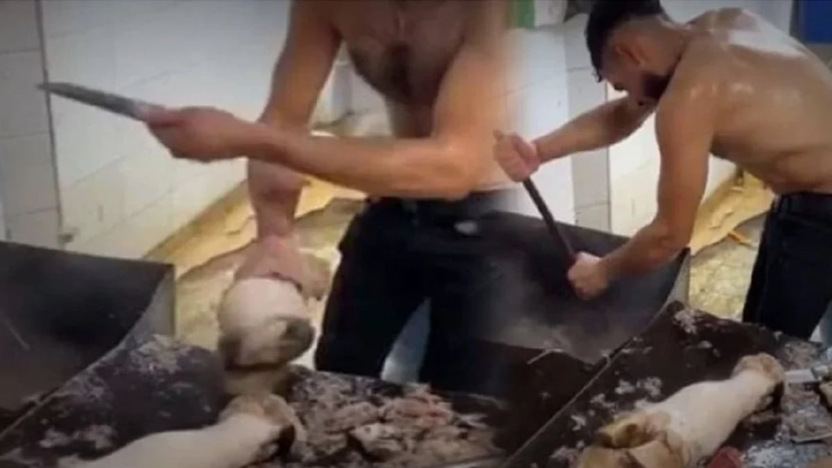 Adana’da dana ayağını yarı çıplak temizledi: Tepki çekti