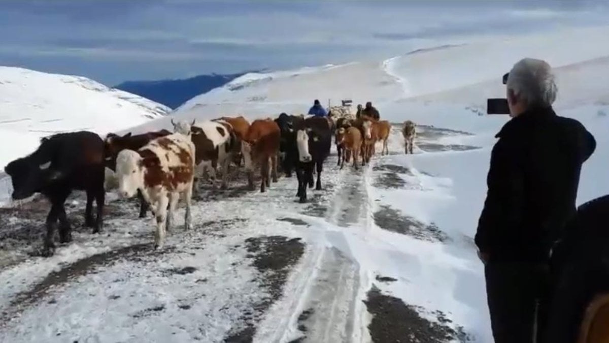 Bayburt’ta besicilerin kar altında dönüş mücadelesi