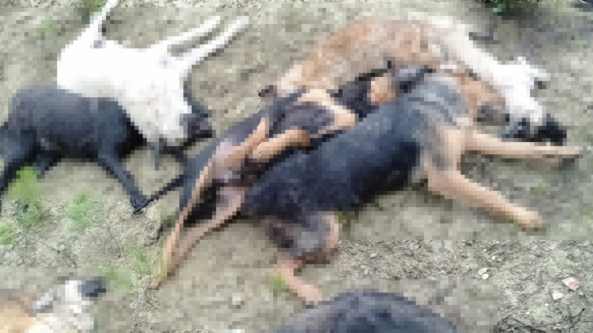 Bilecik’te köpek katliamı soruşturuluyor