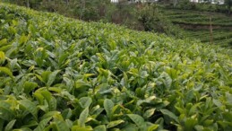 Çay üretiminde tehlike! Bilinçsiz gübre kullanımı toprak kalitesini düşürdü