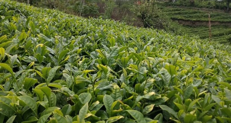 Çay üretiminde tehlike! Bilinçsiz gübre kullanımı toprak kalitesini düşürdü