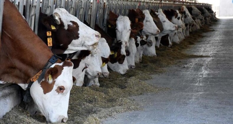 Deprem bölgesindeki yetiştiricilere büyükbaş hayvan desteği