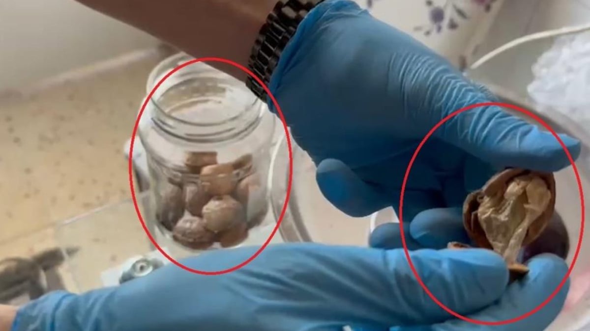 Diyarbakır’da narkotik operasyonu: Ceviz kabuklarından uyuşturucu çıktı