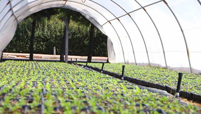 Diyarbakır’ın caddeleri 1 milyon 200 bin çiçekle süslenecek