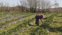 Doğu Karadeniz’de organik tarım yapan üreticiler desteklenecek