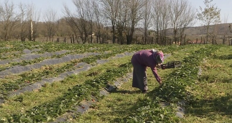 Doğu Karadeniz’de organik tarım yapan üreticiler desteklenecek