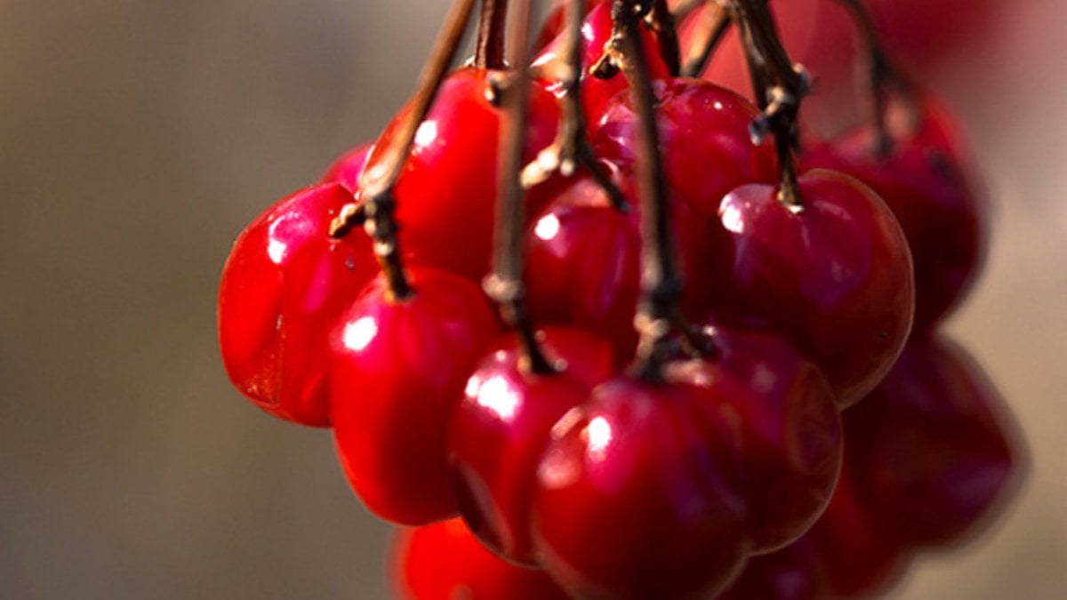 Faydalarına bilim önlük çıkarttı! Suyunu içen ölümü erteliyor…