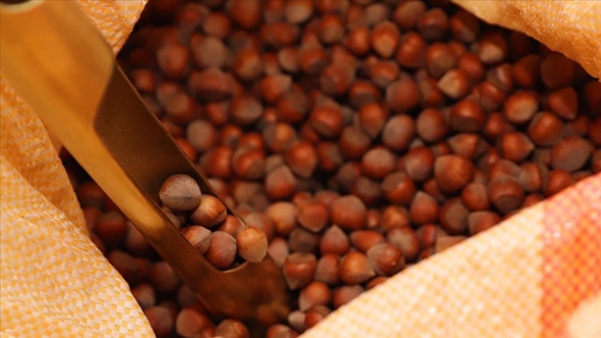 Fındık ihracatı geliri geçen yılı aştı: 358,3 milyon dolar