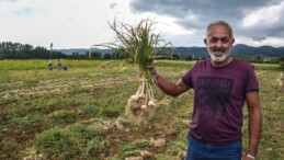 Gaziantep Araban sarımsağı, AB tescilinde son aşamaya geldi