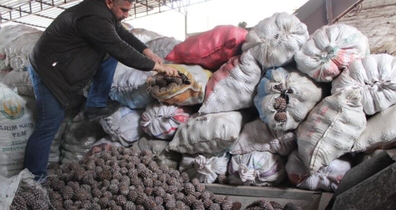 Günlük 1.500 lira yevmiye alıyorlar! Aydın’da çam fıstığı mesaisi başladı