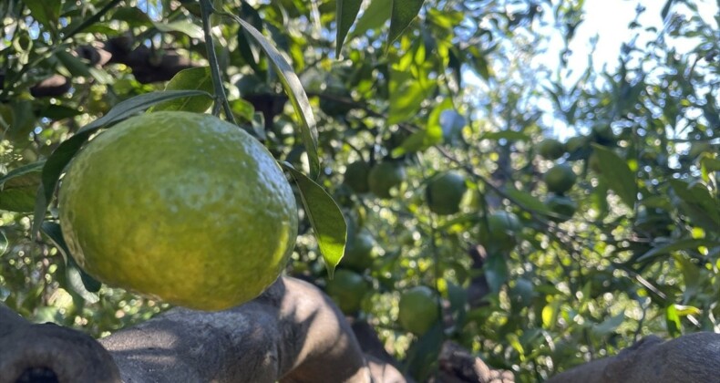 Hava şartları kötü gitti! Bodrum mandalinasında rekolte düştü