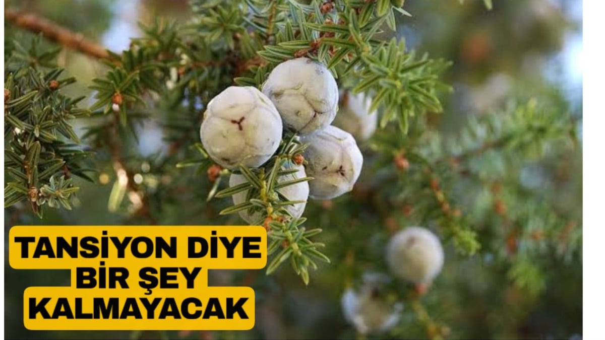 İçen tansiyonu defliyor! Bu bitkideki şifa inanılmaz