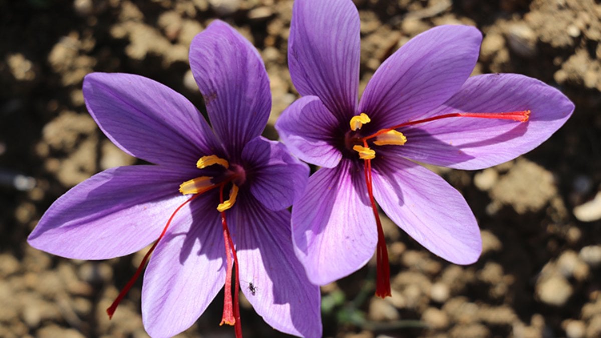 Karabük’te 35 kilogram safran üretildi! Kilosu 250 bin liradan alıcı buluyor