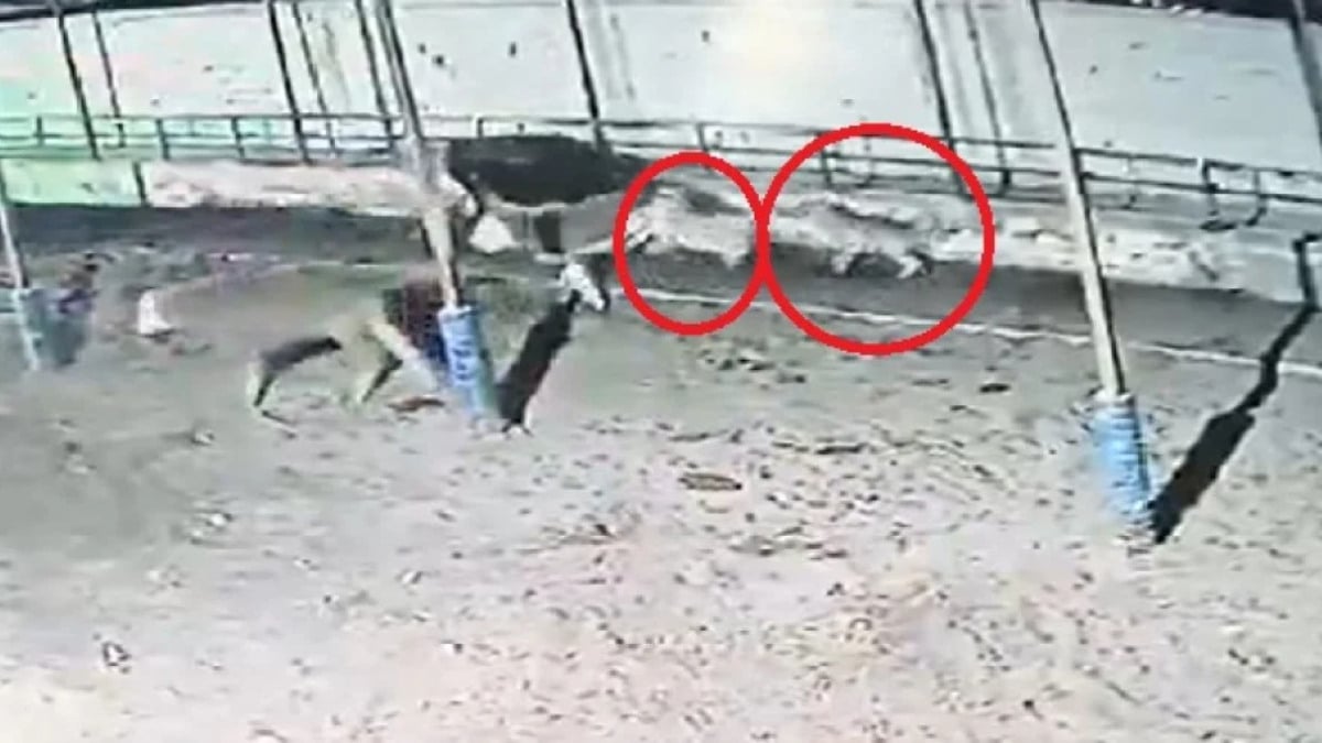 Kayseri’de çiftliğe giren kurt sürüsü ineklere saldırdı