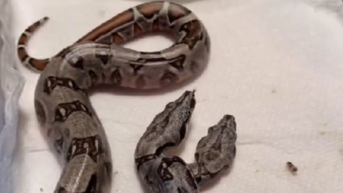 Kimi “aynı eltim” dedi, kimi “bizim gelin”! İki yüzlü yılanı gören yorum yağdırdı…