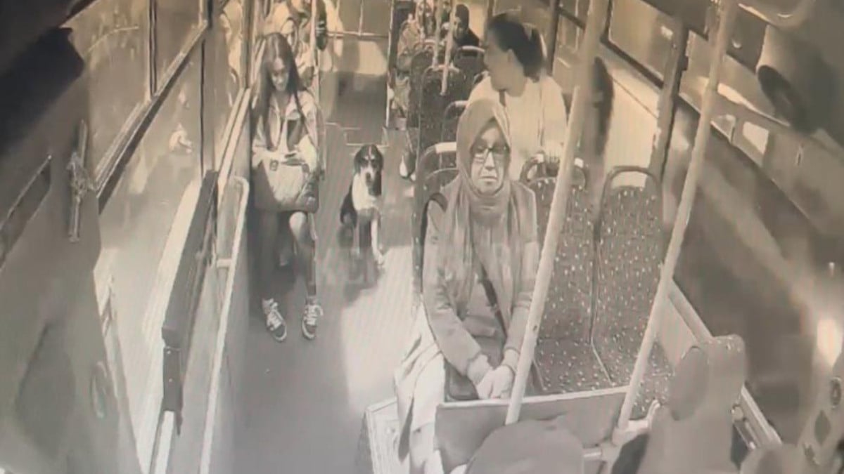 Kocaeli’de sokak köpeğinin otobüste yolculuk yaptığı anlar