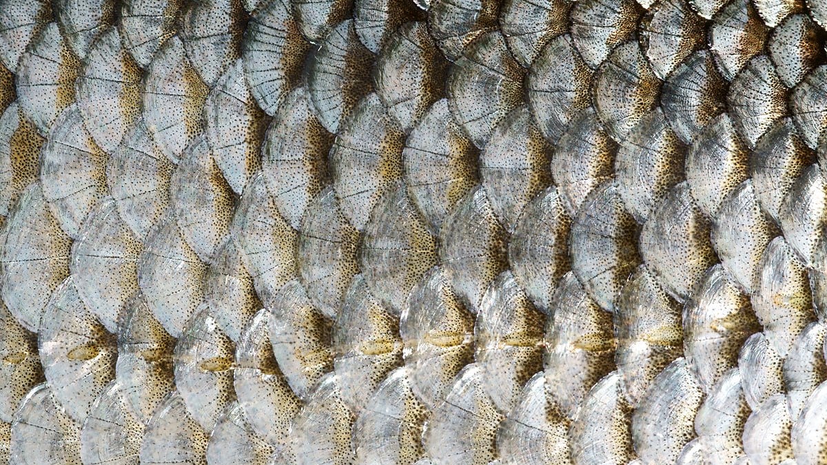 Meğer merhemmiş! Balık derisinin şaşırtan faydaları