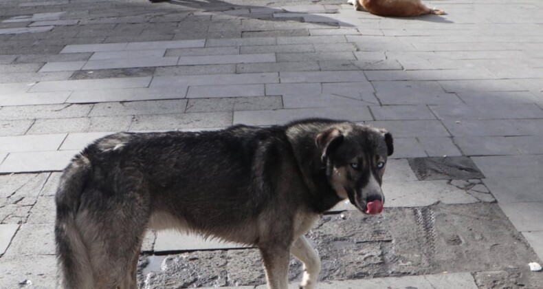 Profesör köpek saldırısından korunmak için yapılan yanlışı anlattı