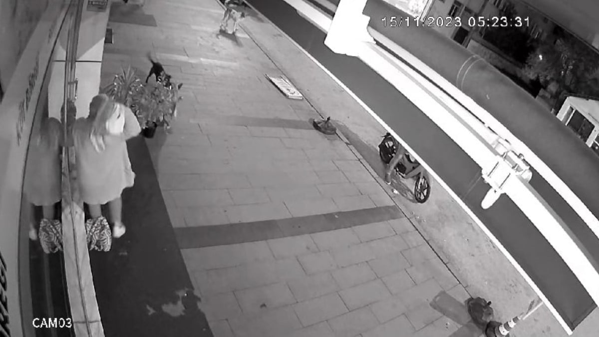 Sakarya’da dükkanını açmaya giden kadına başıboş sokak köpekleri saldırdı