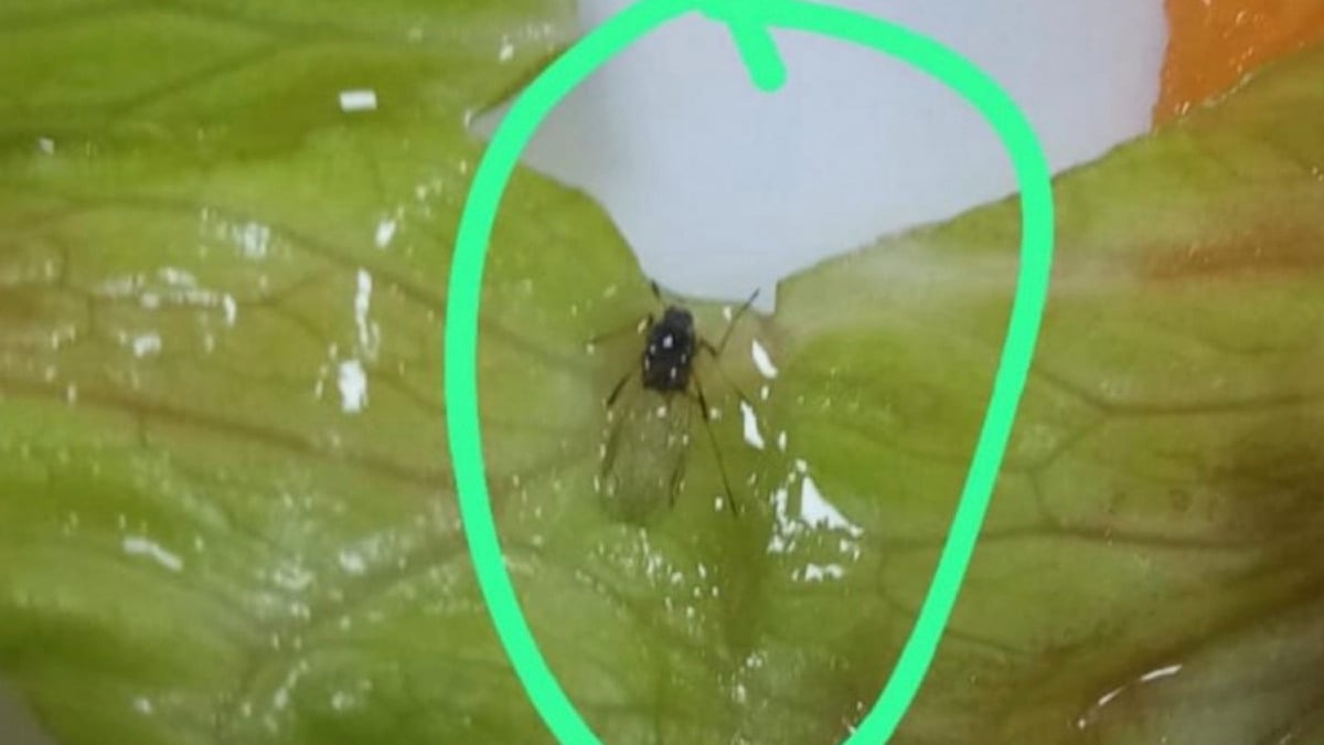 Samsun’da yurtta ‘yemekten böcek çıktı’ iddiasına soruşturma