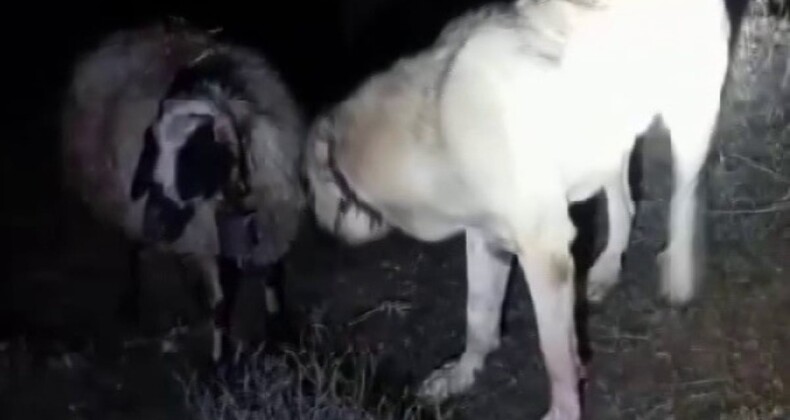 Sivas’ta kangal köpeği rahatsızlanan koyunun başından ayrılmadı