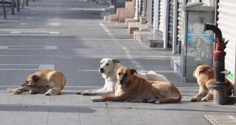 Sokak köpekleri can almaya devam ediyor! 1 kişi daha öldü