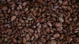 Üretim düşünce kakao fiyatları 45 yılın zirvesine çıktı