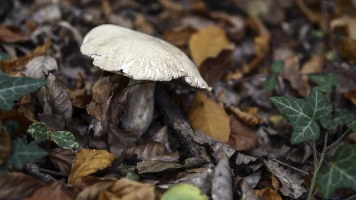 Uzmanlar uyardı: En çok zehirlenmeye yol açan mantar cinsi ‘köygöçüren’
