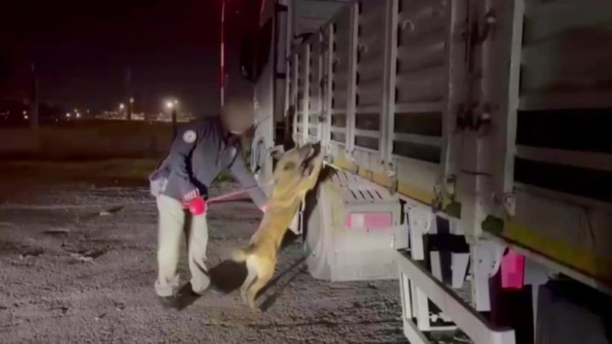 Adana’da uyuşturucu operasyonu: Küçükbaş hayvan yüklü tırdan 123 kilo skunk çıktı