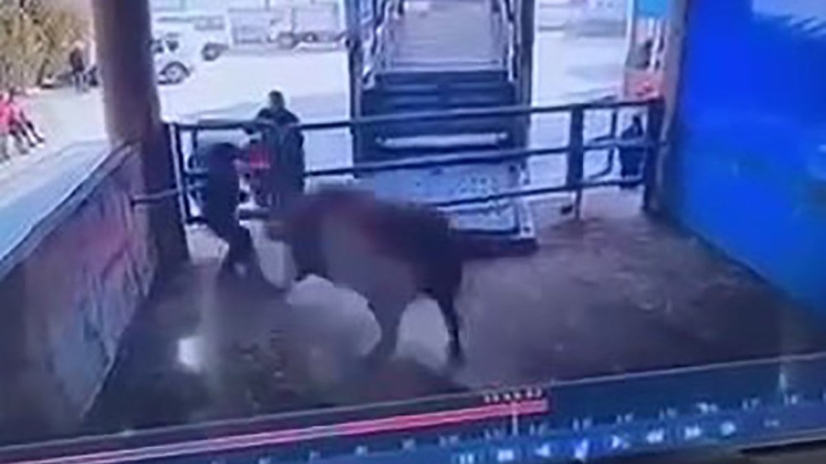 Amasya’da mezbahada boğanın saldırdığı kişi hayatını kaybetti