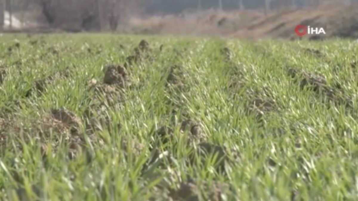Ankara’da çiftçileri dolandırdılar: Hasadı satıp ortadan kayboldular