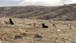 Ankara’da insan canı tehlikede! Başıboş köpek sürüleri havadan görüntülendi