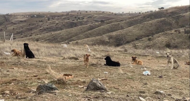 Ankara’da insan canı tehlikede! Başıboş köpek sürüleri havadan görüntülendi