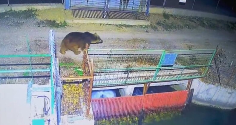 Ayılar uyku nedir unuttu: Erzincan’da kış uykusu bir türlü başlamadı