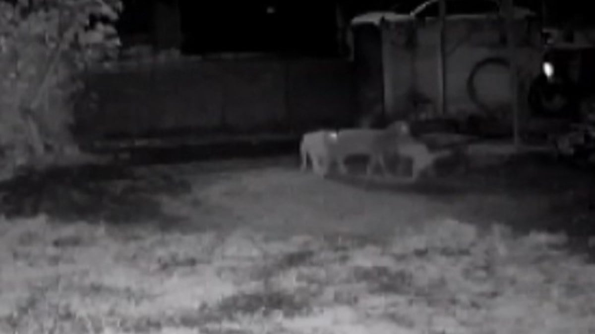 Düzce’de ağıla giren başıboş köpekler, 3 küçükbaş hayvanı telef etti