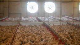 Ekim ayında tavuk eti ve yumurta üretimi arttı