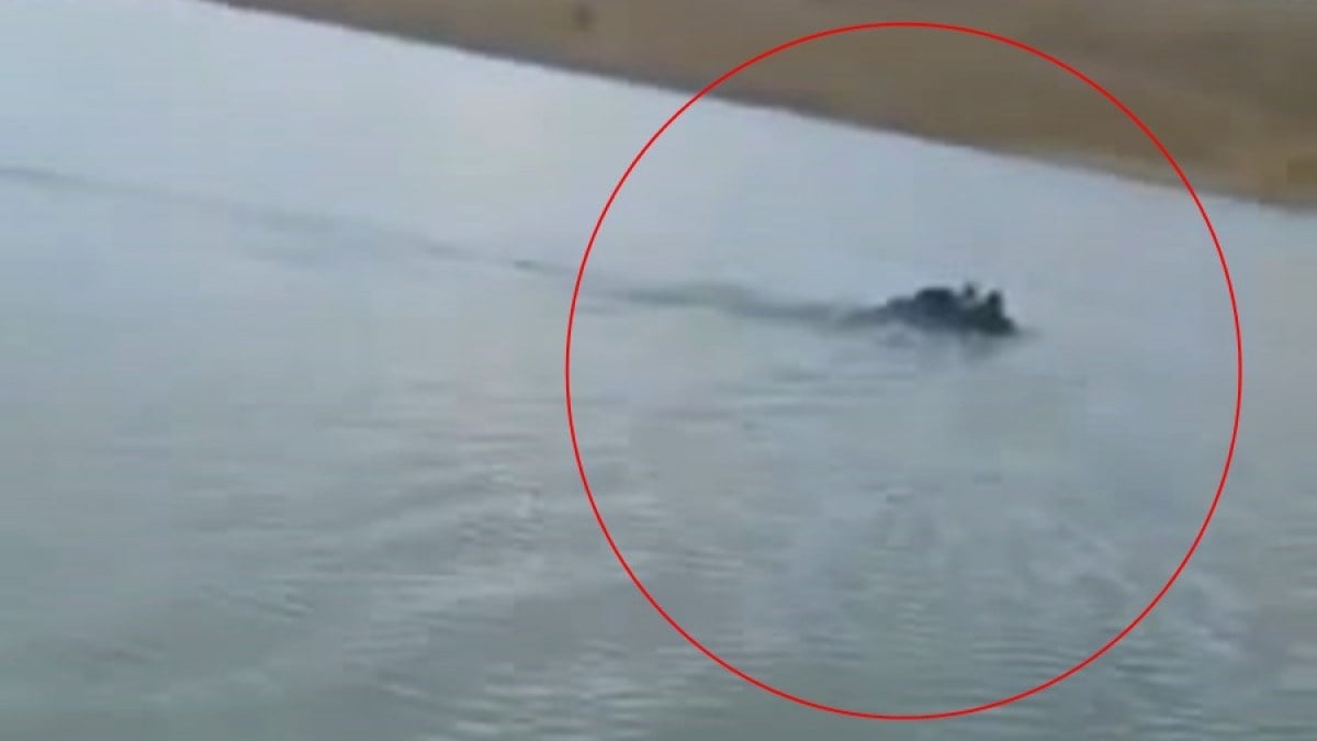 Elazığ’da bozayı gölü yüzerek geçti