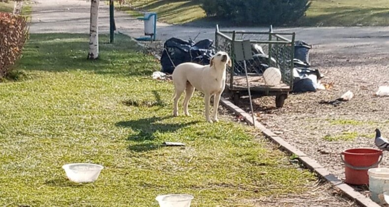 Eskişehirli vatandaşlardan belediyeye ait parktaki köpeklere tepki