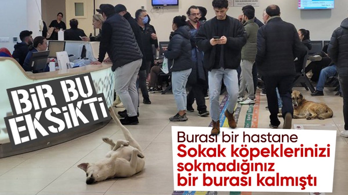 Göztepe Devlet Hastanesi’nde çekilen köpek fotoğrafları tepki çekti